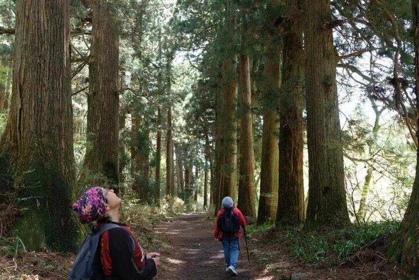 Half Day Forest Bathing in Hakone Geopark