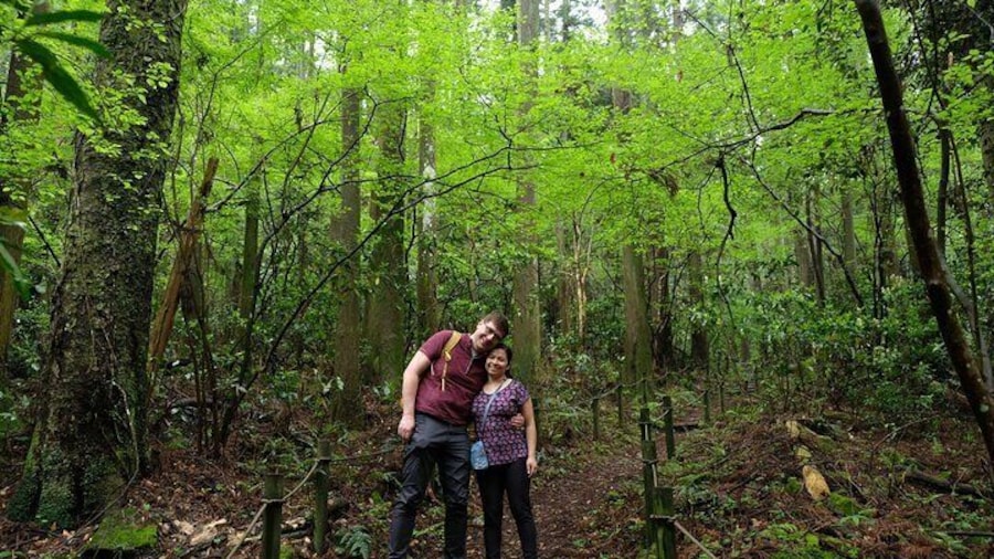Half Day Forest Bathing in Hakone Geopark