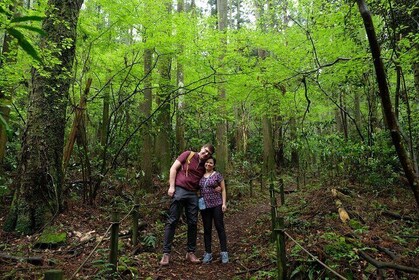 Half Day Forest Swimming in Hakone Geopark