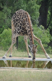 5 jours - Parc Kruger et route panoramique excursion Depuis Johannesburg