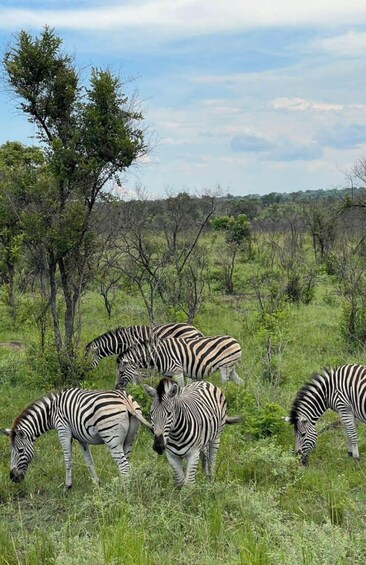 Picture 7 for Activity 5 Days-Kruger Park and Panorama Route Tour From Johannesburg