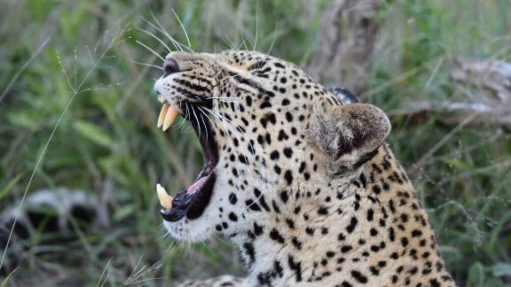 Picture 7 for Activity 5 Days-Kruger Park and Panorama Route Tour From Johannesburg