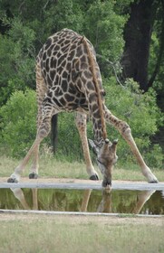 5 Days-Kruger Park and Panorama Route Tour From Johannesburg