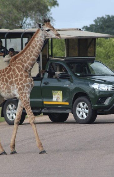 Picture 2 for Activity 5 Days-Kruger Park and Panorama Route Tour From Johannesburg