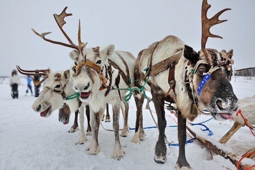 Husky and Reindeer Sledding Ride in Levi