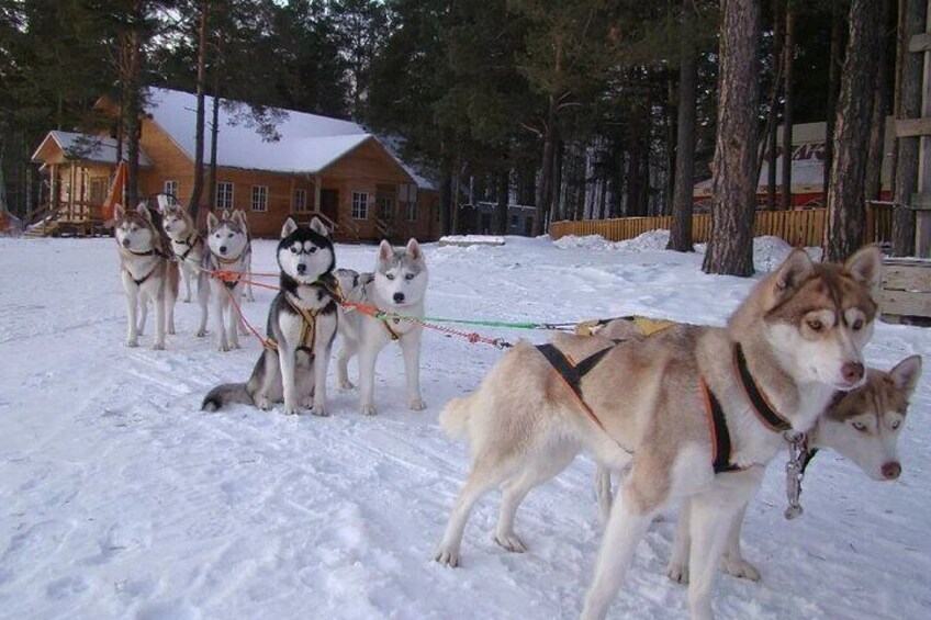 Husky and Reindeer Sledding Ride in Levi