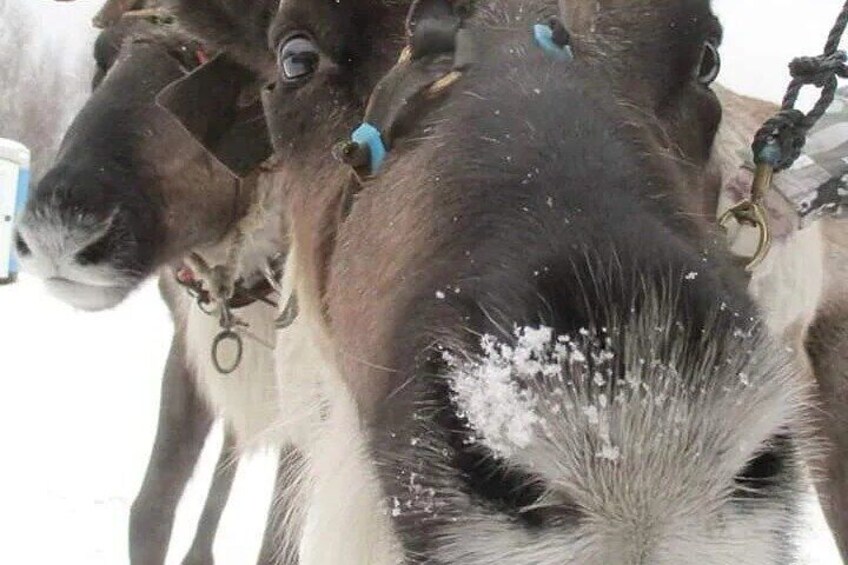 Husky and Reindeer Sledding Ride in Levi