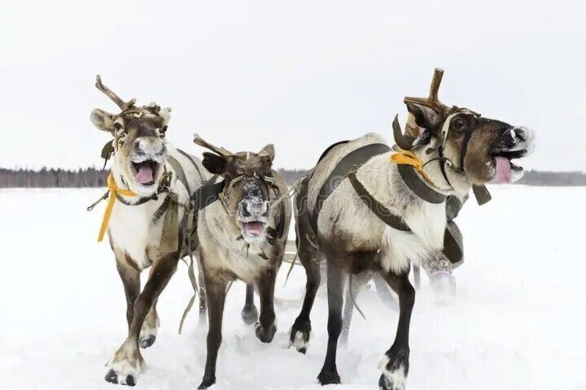 Husky and Reindeer Sledding Ride in Levi