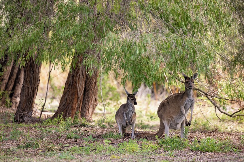 Pinnacles Desert Lobster & Yanchep Day Tour from Perth