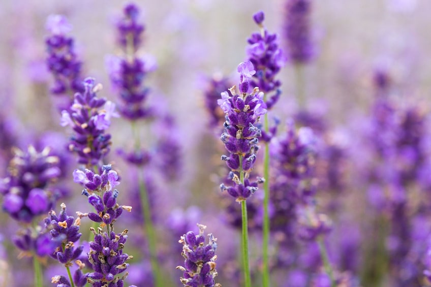 Pinnacles Lobster Lavender Day Tour from Perth