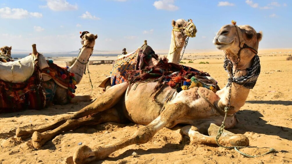 Overnight Camping Trip to El-Fayoum Oasis from Cairo