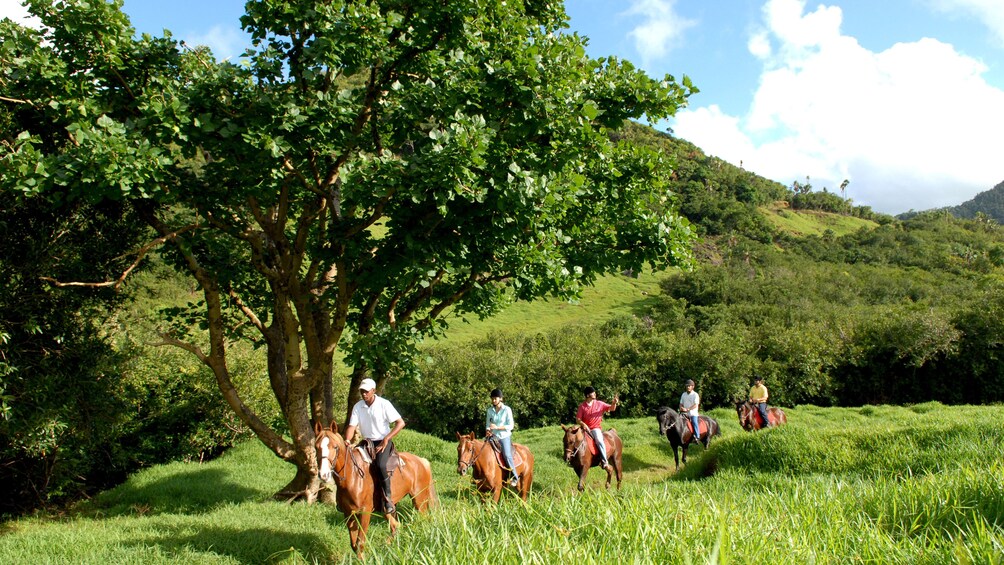 Charger l’élément 5 sur 5. Group follows tour guide on horseback in Mauritius