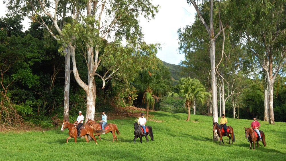 Charger l’élément 3 sur 5. Horse riding tour in Mauritius
