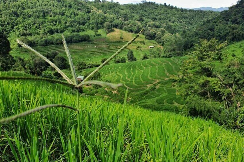 Rice fields around the village