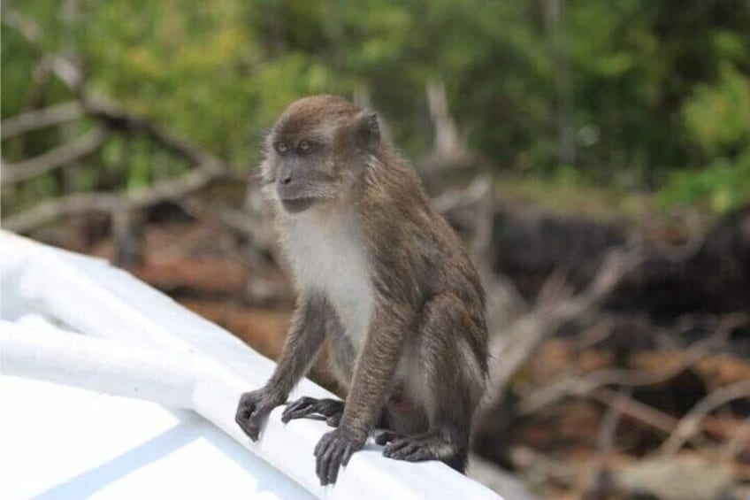 Sharing Half Day Mangrove Boat Tour With Lunch in Langkawi