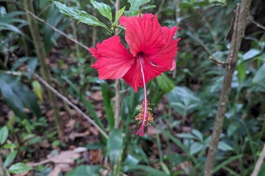 A Day of Relaxation in the Jungle and Waterfalls of Dominica