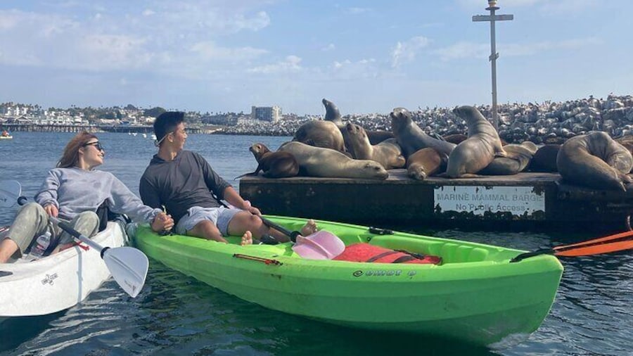 Get up close and personal to these beautiful Sea Lions as they cuddle and welcome you with a bark.