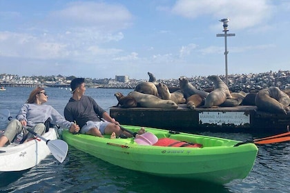 Kayaking with Sea Lions in a Calm Beautiful Harbor