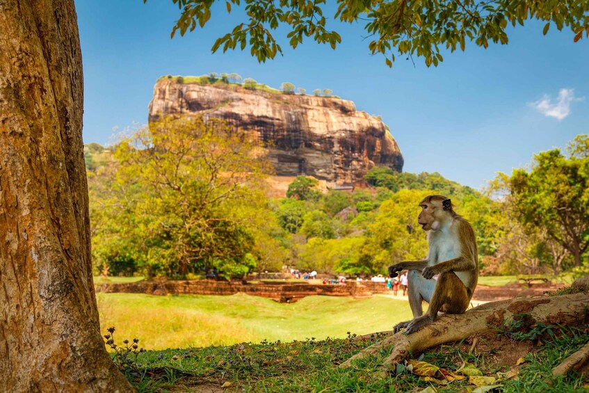 Picture 3 for Activity From Colombo: Sigiriya and Dambulla Day Trip and Safari