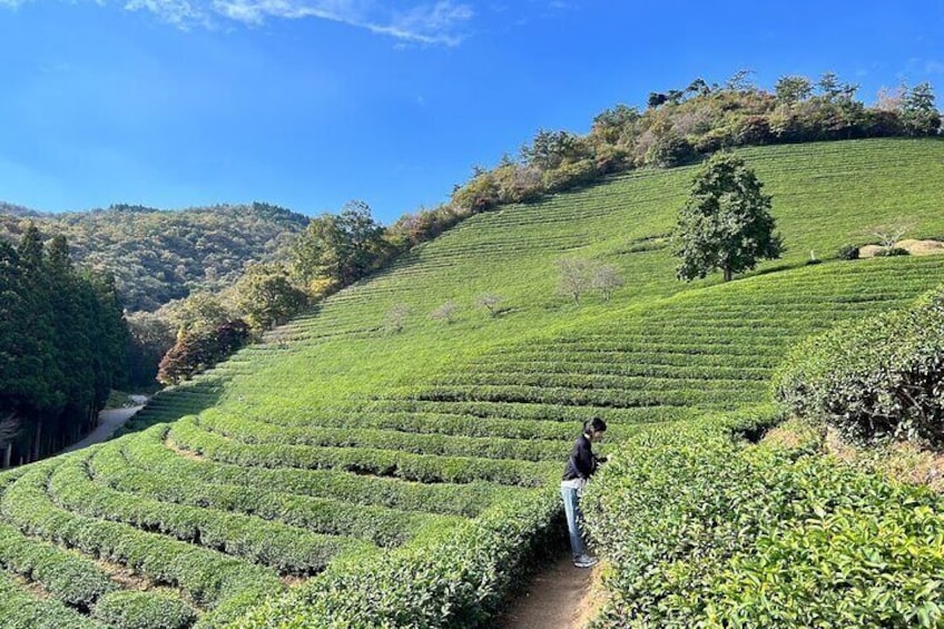 Green Tea Plantation - Daehan dawon