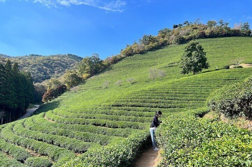 Green Tea Plantation - Daehan dawon