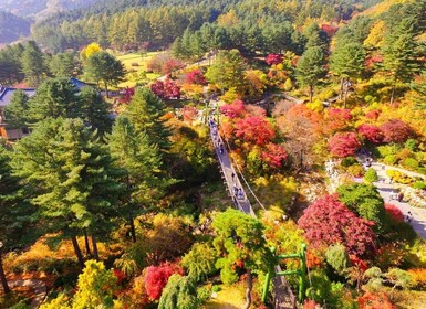 Seoul: Dagsutflykt till Nami Island och Morgonens lugna trädgård