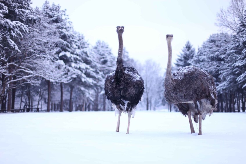 Picture 2 for Activity Seoul: Nami Island and Garden of Morning Calm (+Railbike)