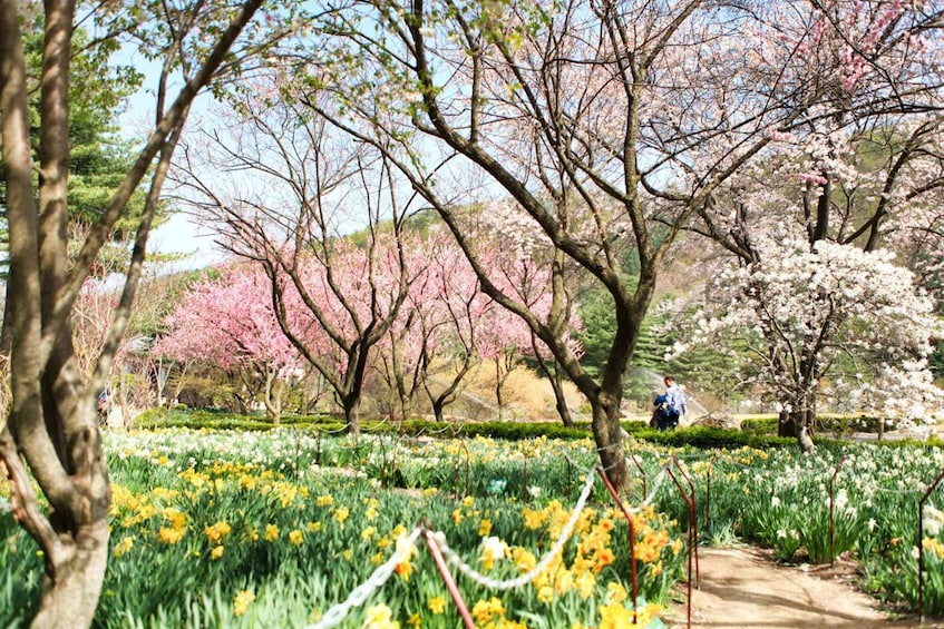 Picture 12 for Activity Seoul: Nami Island and Garden of Morning Calm (+Railbike)