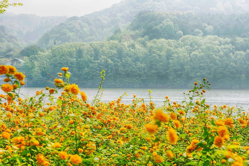 Picture 1 for Activity Seoul: Nami Island and Garden of Morning Calm (+Railbike)