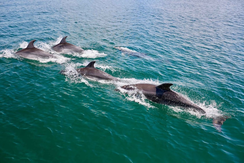 Picture 3 for Activity Vilamoura: Boat Tour Dolphin Quest