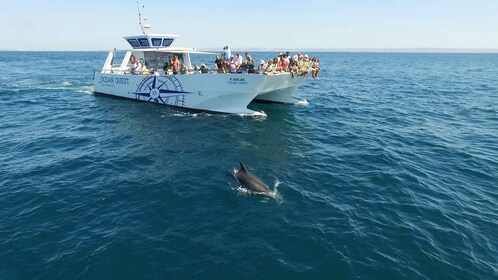Vilamoura: Bootstour Dolphin Quest