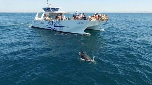 Vilamoura : excursion en bateau - quête des dauphins