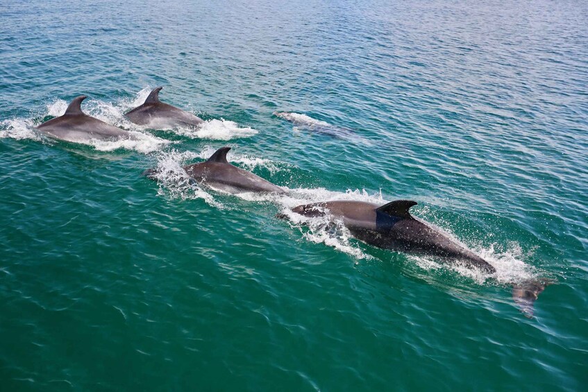 Picture 3 for Activity Vilamoura: Boat Tour Dolphin Quest