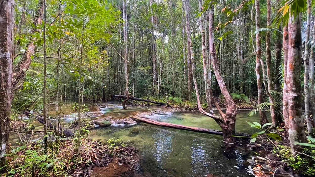 Picture 6 for Activity Krabi: Tiger Temple, Hot Springs & Crystal Pool Jungle Tour