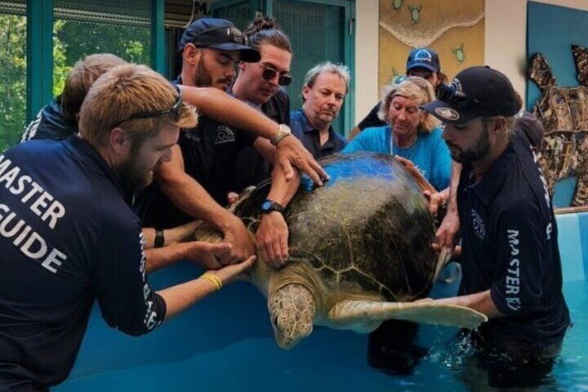 Turtle Rehab Centre Visit - (Optional Extra at Fitzroy Island)