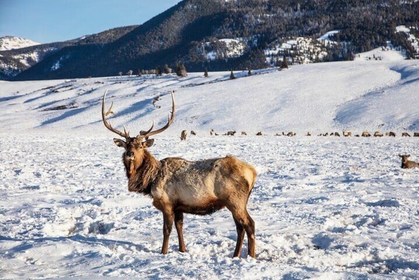 Luxury 1/2 Day Winter Grand Teton Tour & Sleigh Ride