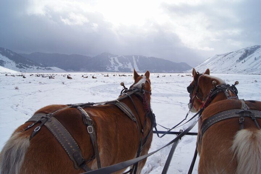 Luxury 1/2 Day Winter Grand Teton Tour & Sleigh Ride