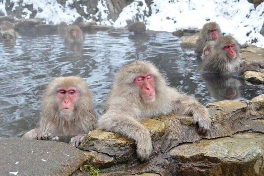 Monkeys in hot spring 