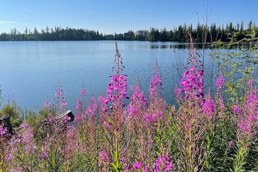 Flowers in the High Tatras / July-August.