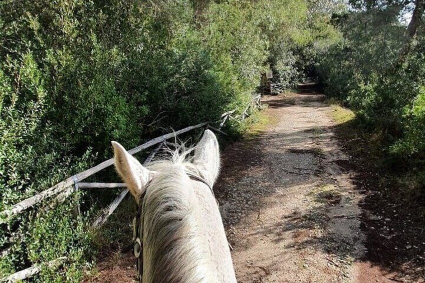 Horse ride in a Salento Nature Reserve