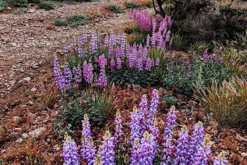 Wildflower hikes available in the spring 