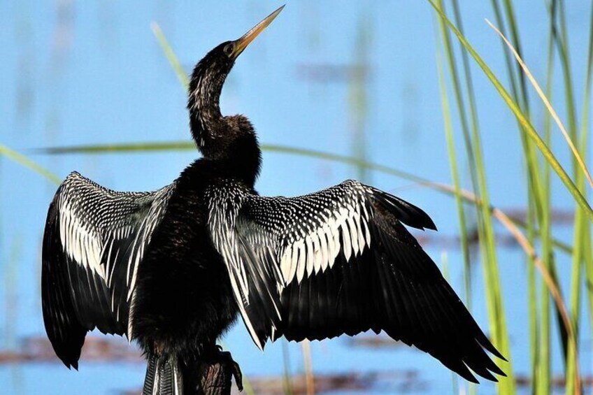 Spot lots of wildlife on your outdoor paddling adventure.