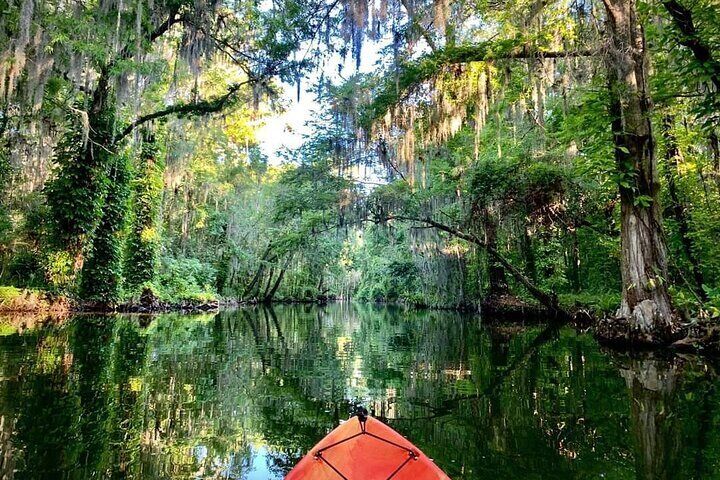Experience Wild Florida on the Dora Canal in Central Florida
