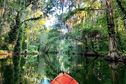 Wild Florida Kayak and Paddleboard Adventure on Dora Canal