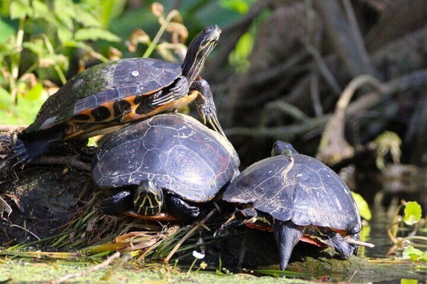Turtles can be seen on this guided paddle tour along the banks of the Dora Canal catching the rays of the sun.
