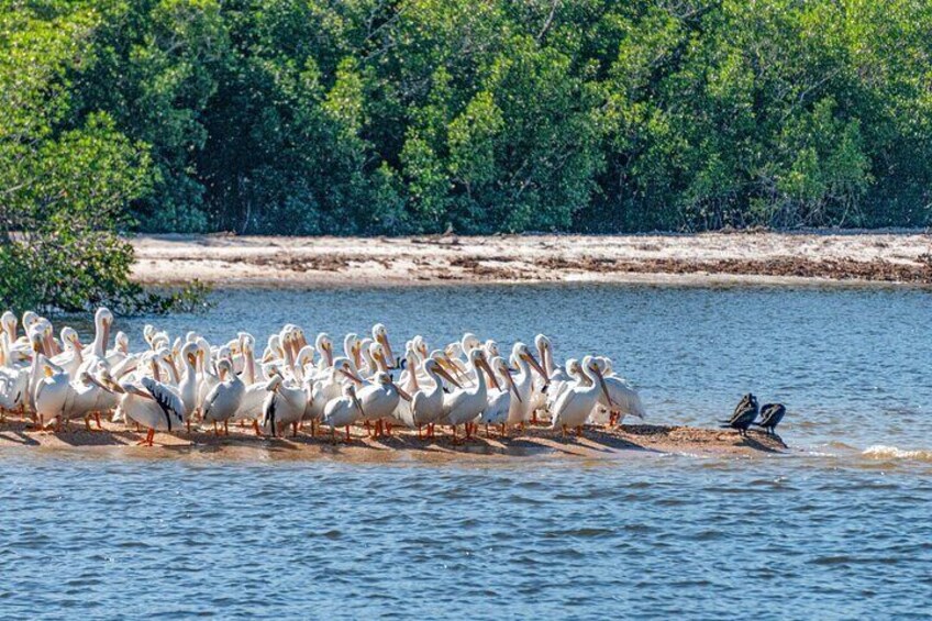 Everglades National Park Boat Tour