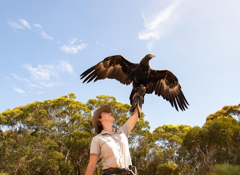 Picture 4 for Activity From Penneshaw: Kangaroo Island Sights and Wildlife Tour