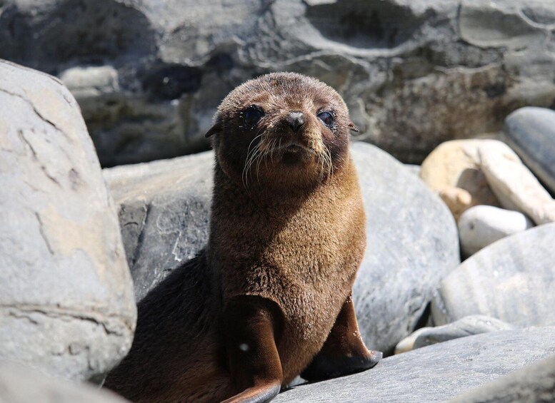 Picture 1 for Activity From Penneshaw: Kangaroo Island Sights and Wildlife Tour