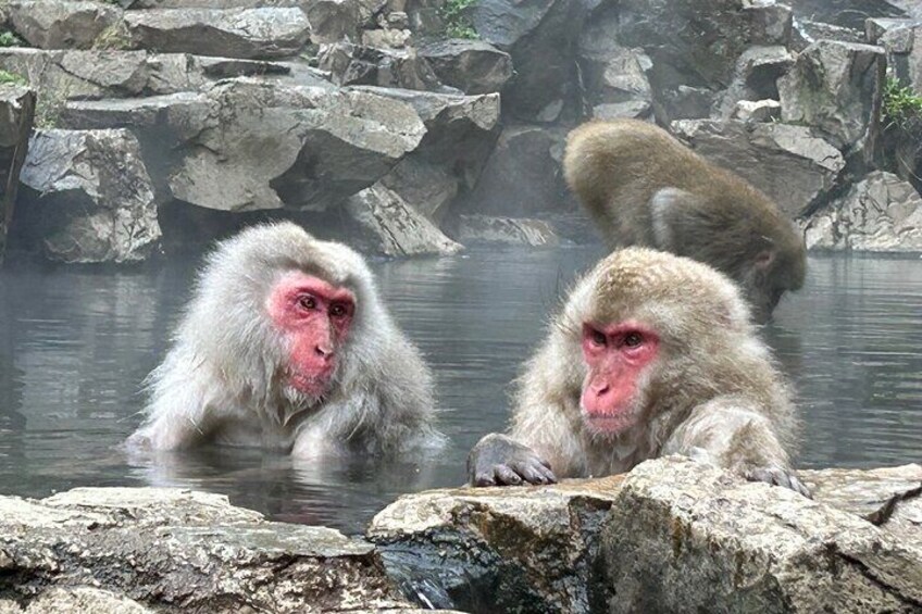 Full Day Snow Monkey Tour to-and-from Tokyo, up to 12 guests