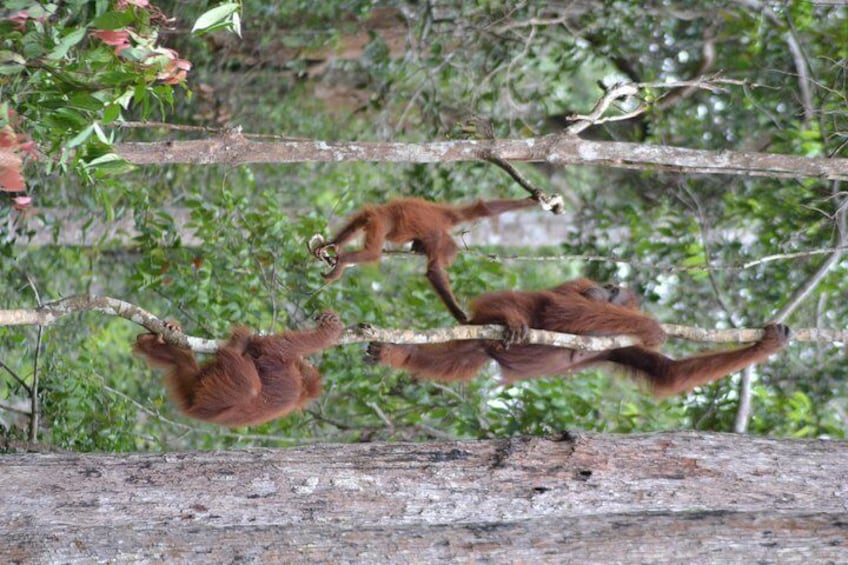 5 Days Truly Orangutan Wildlife Jungle Trail
